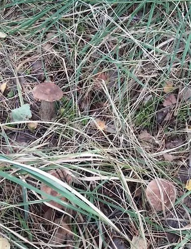 Lägenhet Gaestehaus *